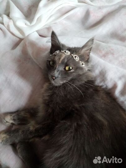 Кошка