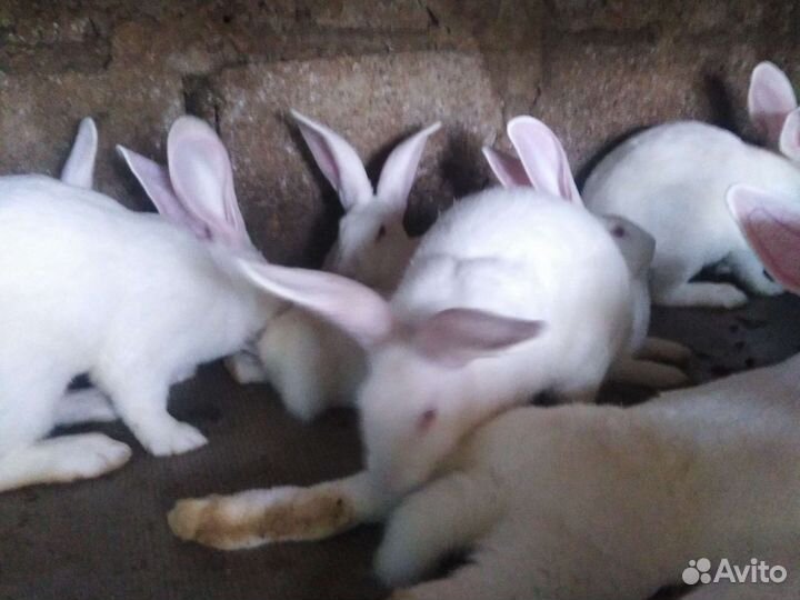 Мясо кролика