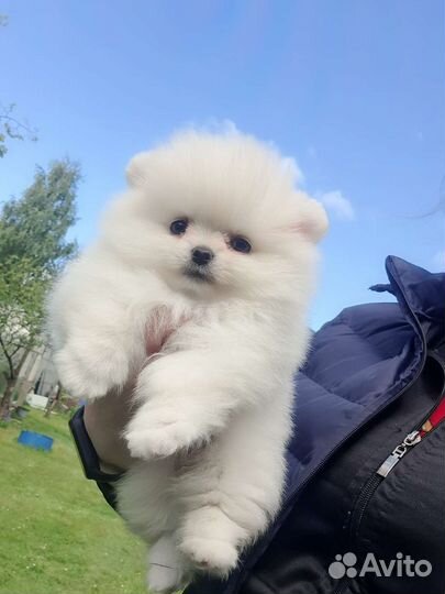 Померанский шпиц,в самом модном типе