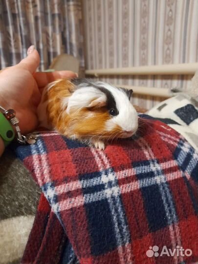 Морская свинка