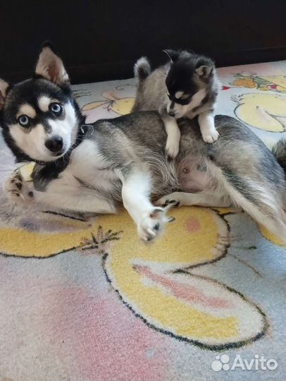 Аляскинский кли кай