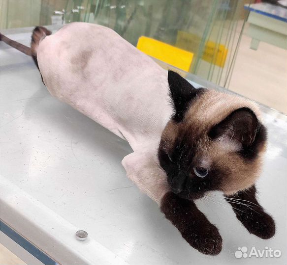 Стрижка собак и кошек