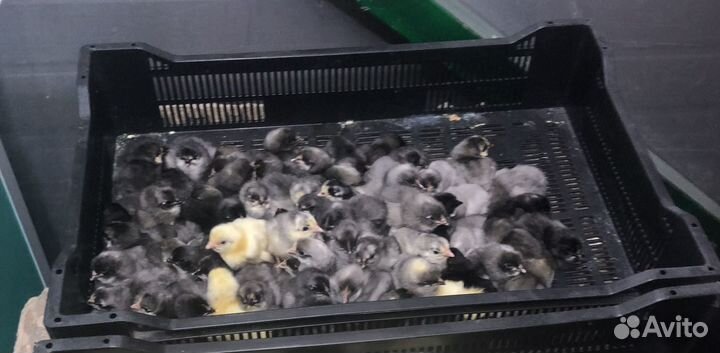 Доминант 107