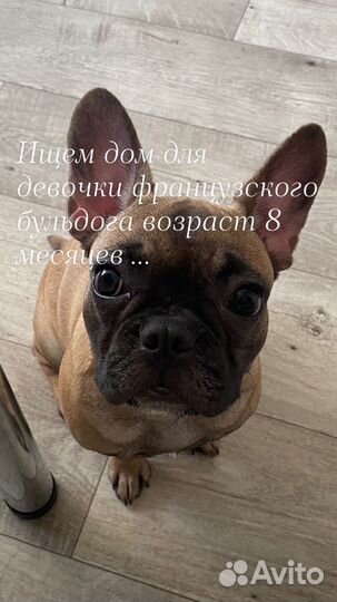Французский бульдог в добрые руки