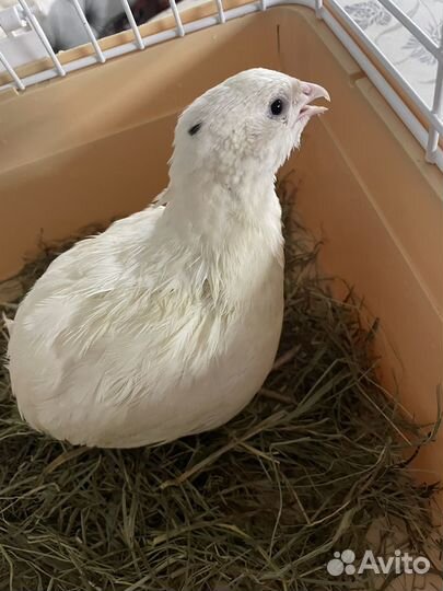 Перепела несушки и самцы подрощенные. Несутся