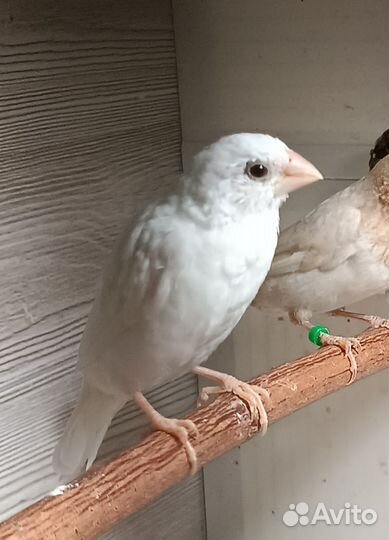 Японская амадина