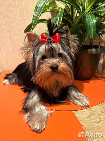 Йоркширский терьер