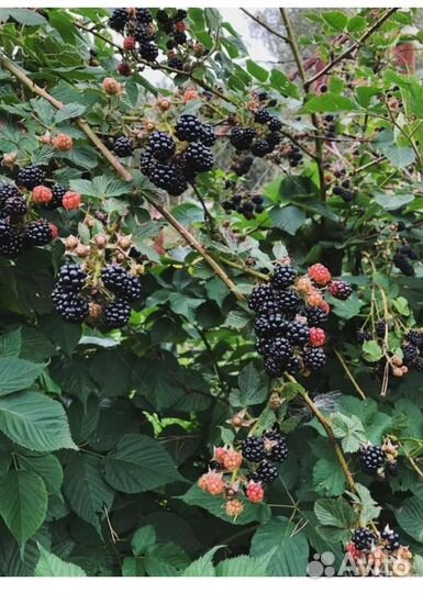 Саженцы ежевики