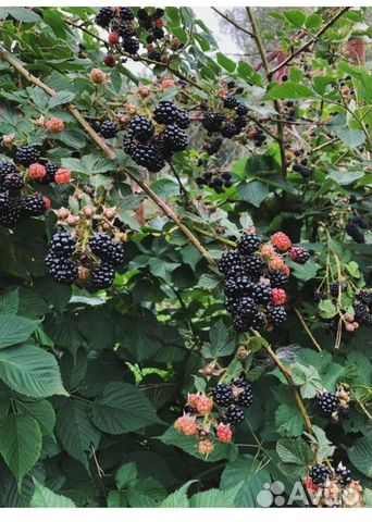 Саженцы ежевики