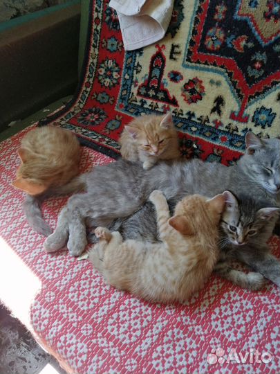 Котята в добрые руки