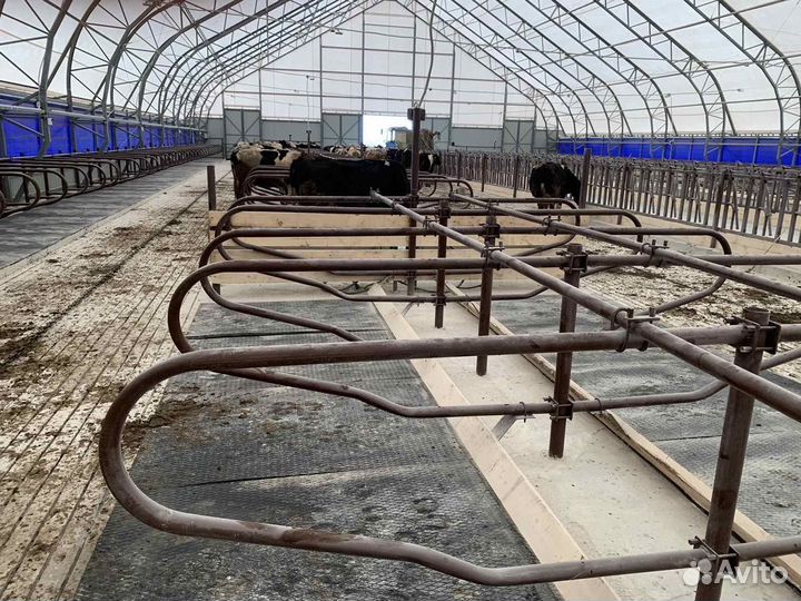 Стойла, беспривязь, привязь, дуги