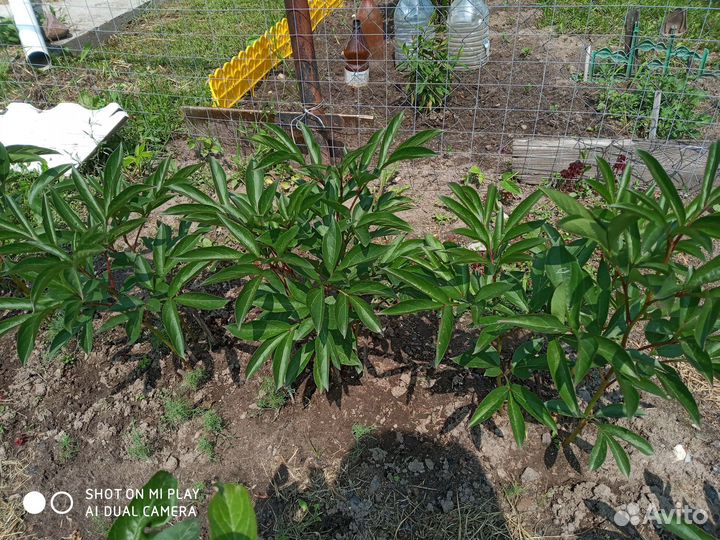 Пионы саженцы