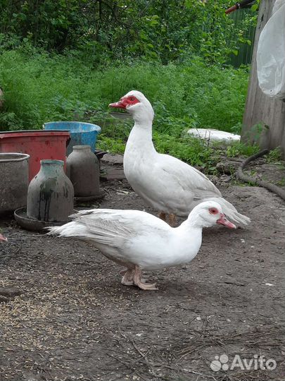 Индоутки белые