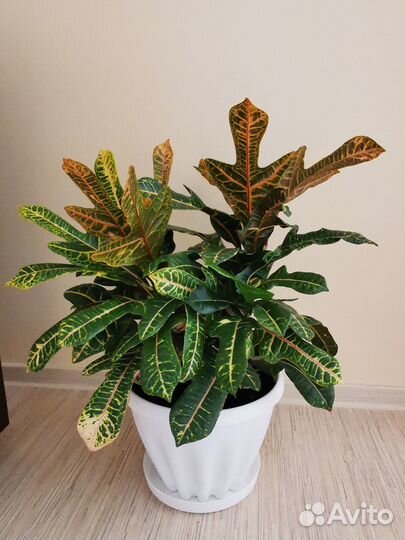 Кодиеум кротон