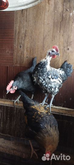 Молодые петухи