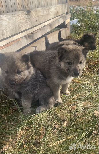 Щенок в добрые руки бесплатно