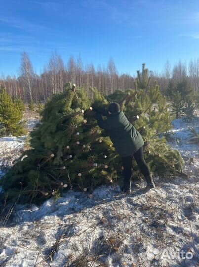 Сосна сентябрьская пушистая опт