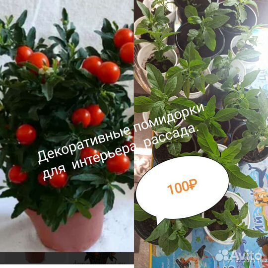 Рассада помидор