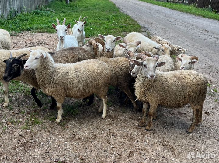 Козы овцы бараны