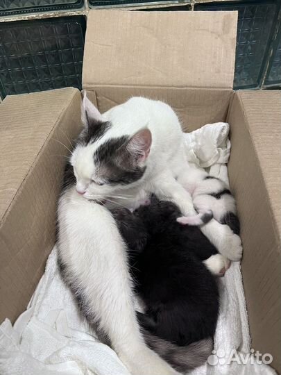 Кошка в дар бесплатно