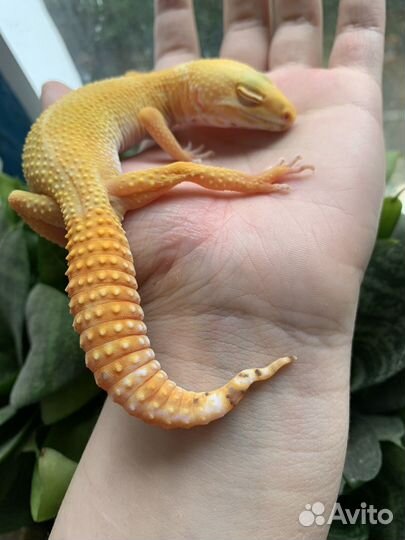 Эублефар Самка