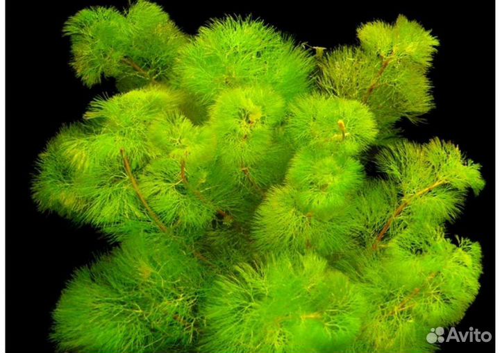 Кабомба Аквариумные растения в ассортименте