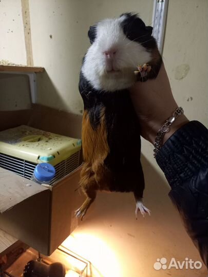 Морская свинка скинни