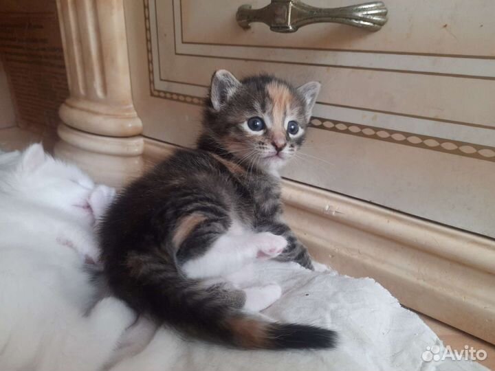 Котенок 1,5 мес трехцветка