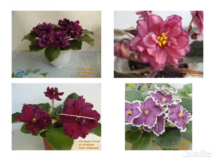 Фиалки. Продаются детки сортовых фиалок. Сентябрь