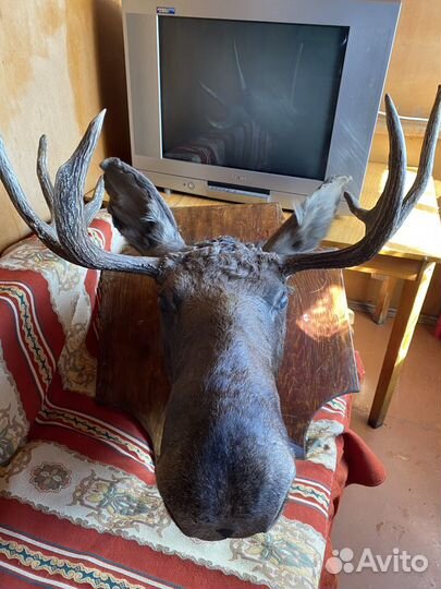 Чучело головы Лося с рогами 6 отростков