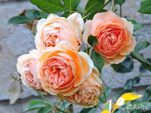 Роза Краун Принцесс оф Маргарет(в горшке)