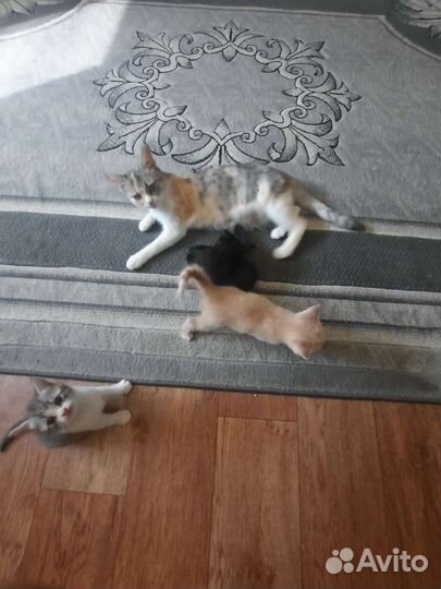 Котята в добрые руки