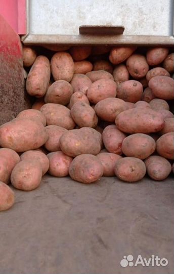 Продам картофель