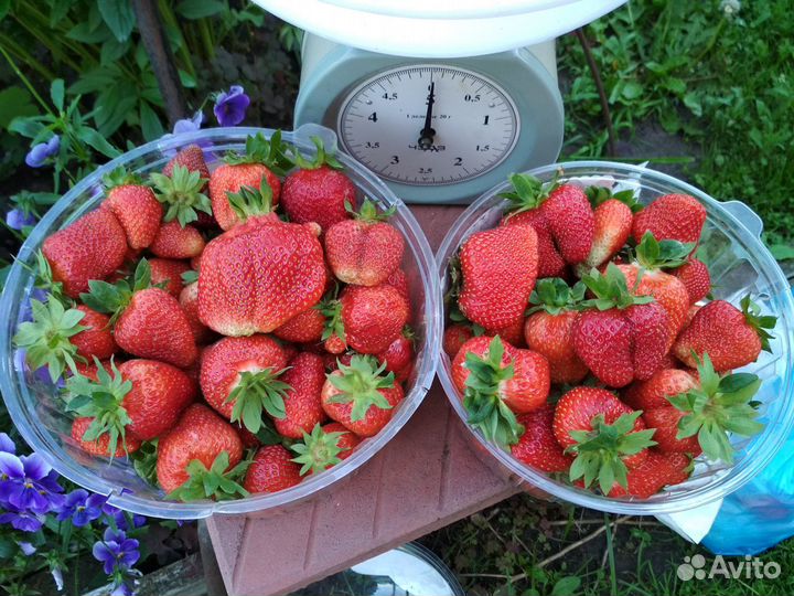 Саженцы клубники