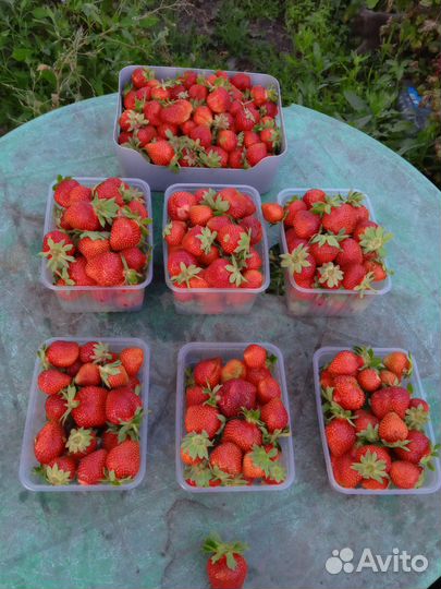 Продажа саженцы