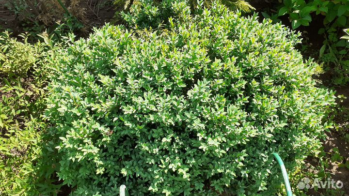 Самшит, вербейник, рябинник