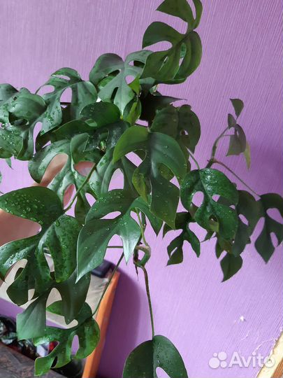 Рафидофора тетросперма