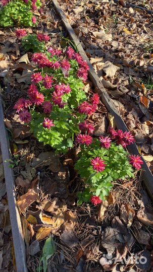 Хризантемы мультифлора шаровидная