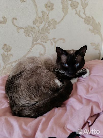 Кот