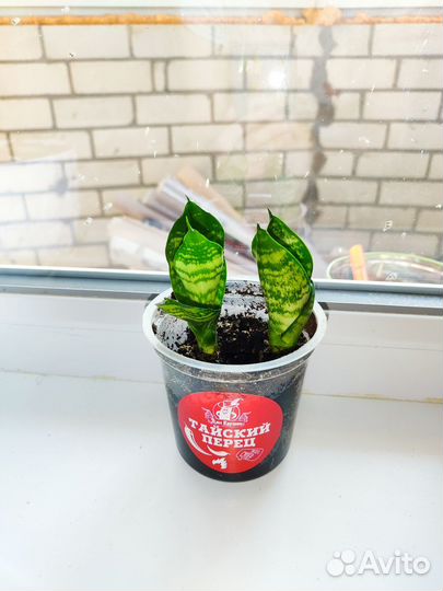 Сансевиерия ханни