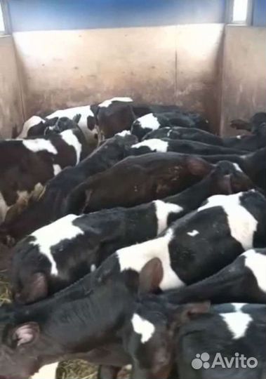 Телята бычки