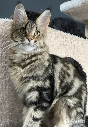 Мейн-кун яркая девочка