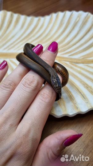 Узорчатый полоз