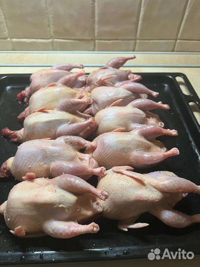 Мясо перепелов и бройлера