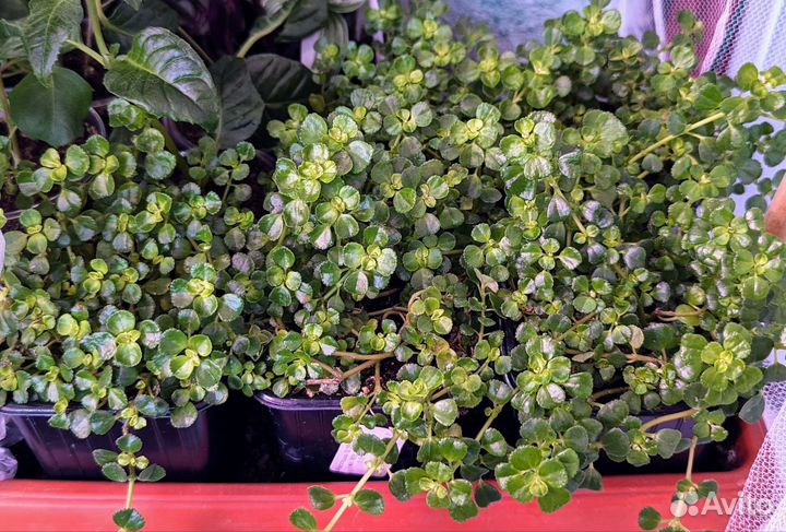 Комнатные растения 3