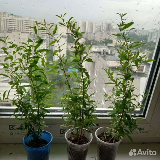 Гранат комнатный нана В бутонах