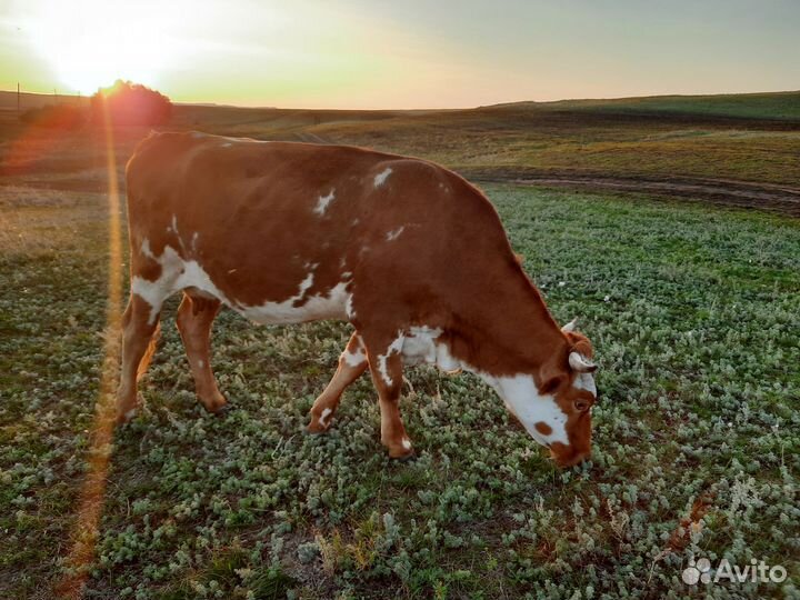 Корова молочная