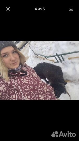 Выгул собак