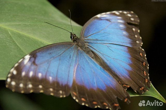 Живые Тропические Бабочки Для ваших Любимых