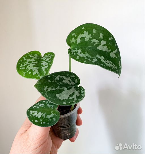 Сциндапсус, эпипремнум